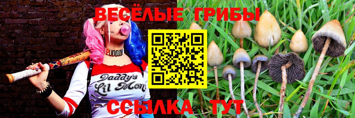 Псилоцибиновые грибы Psilocybe  Вход с VPN  Сердобск 